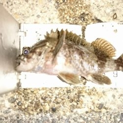 カサゴ３匹(*￣∇￣)ノ