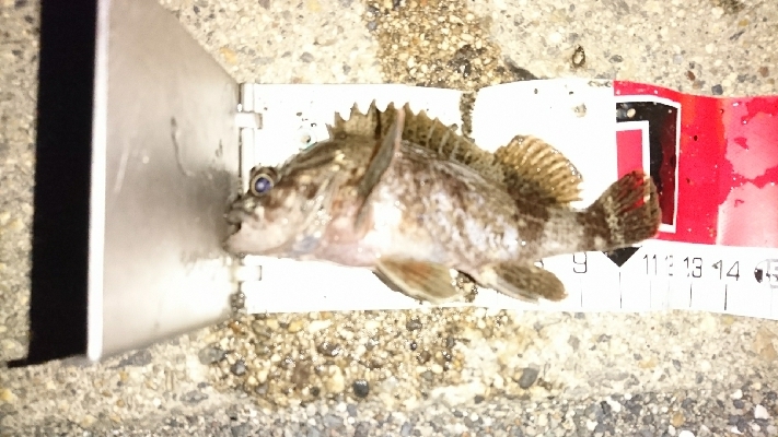 カサゴ３匹(*￣∇￣)ノ