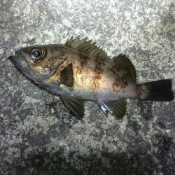 ボウズからの。