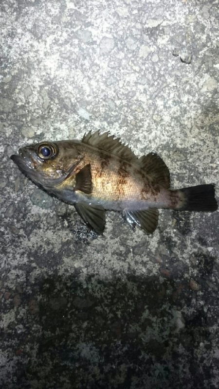 ボウズからの。