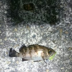 激渋メバリング