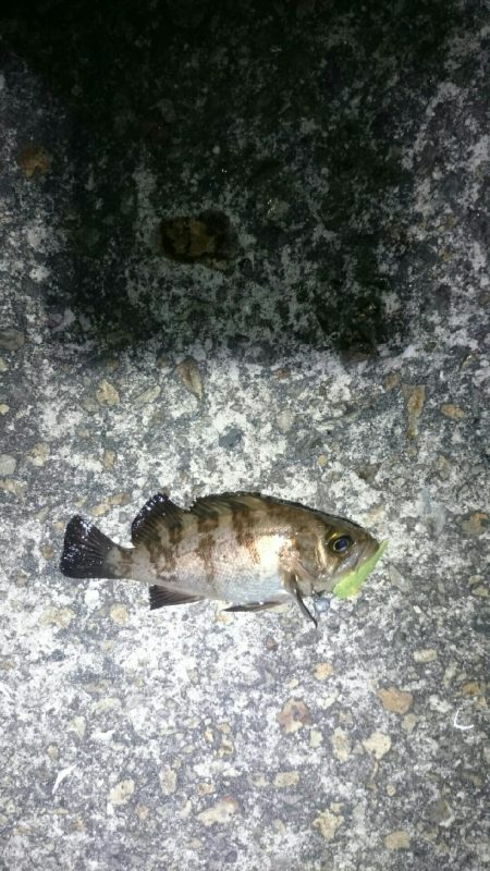 激渋メバリング