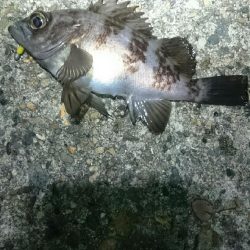 シーバス後ボラ