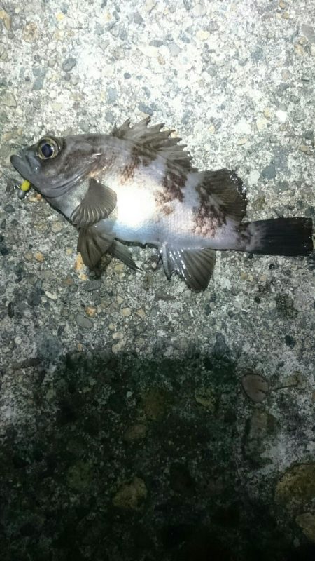 シーバス後ボラ