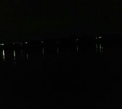 今年初シーバス