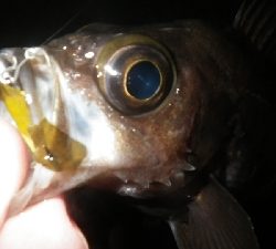 やっぱ、メバリング！