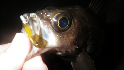 やっぱ、メバリング！