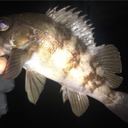 オカッパリと磯