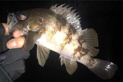 オカッパリと磯