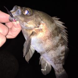 少し上向きメバリング