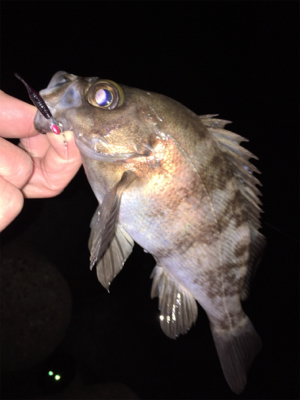 少し上向きメバリング