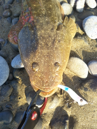 今年初のフラット