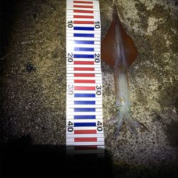 ヤリイカ終盤釣行