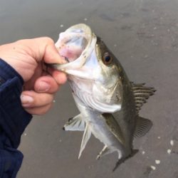 やっと1匹ε-(´∀｀; )