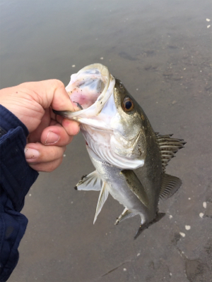 やっと1匹ε-(´∀｀; )