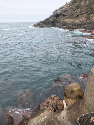 島根半島 手結港 チヌフカセ