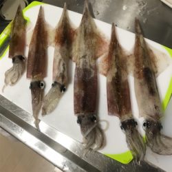横須賀長井漆山港の光三丸さんからヤリイカ