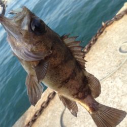 垂水漁港でデイメバル！