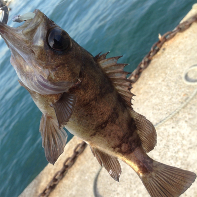 垂水漁港でデイメバル！