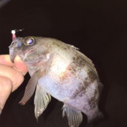 明石でメバリング