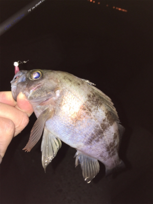 明石でメバリング