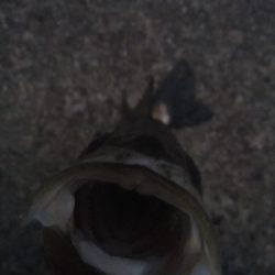 朝マズメ　シーバス