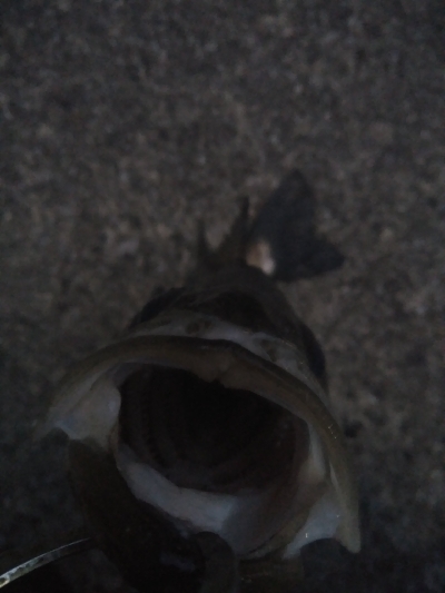 朝マズメ　シーバス