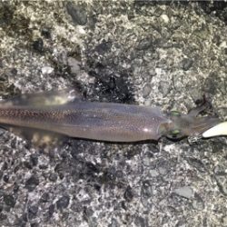 メバリングとエギングランガン