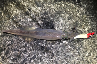 メバリングとエギングランガン