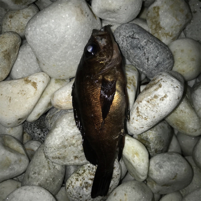 久しぶりの感触!