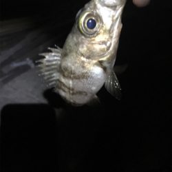 メバル上向き？