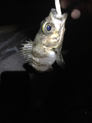 メバル上向き？