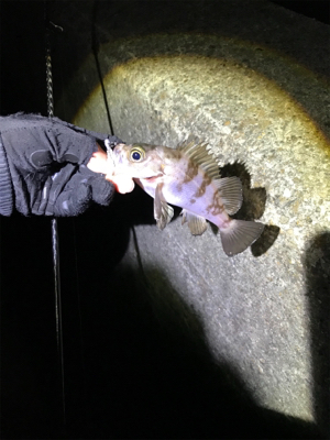 キープサイズが釣れない