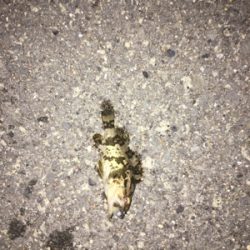 初フラットフィッシュ(アジング＆メバリング)