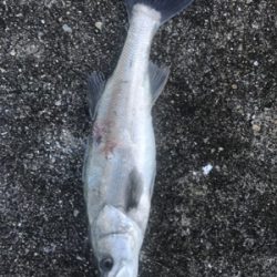 ナイトシーバスからの朝マズメ