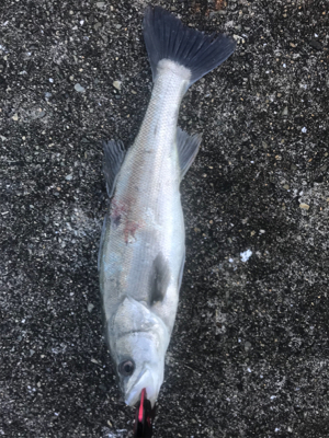 ナイトシーバスからの朝マズメ