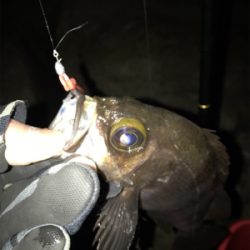 そよ風メバリング