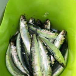 子供と一緒釣行