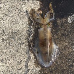 春っぽいですねー♪