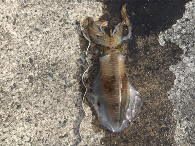 春っぽいですねー♪