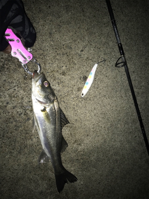 バチパターン 四日市天白川