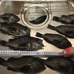 メバルフロートゲーム