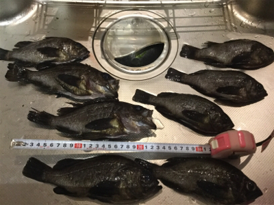 メバルフロートゲーム