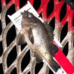 ノマセがダメでも大イワシGET！