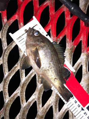 ノマセがダメでも大イワシGET！