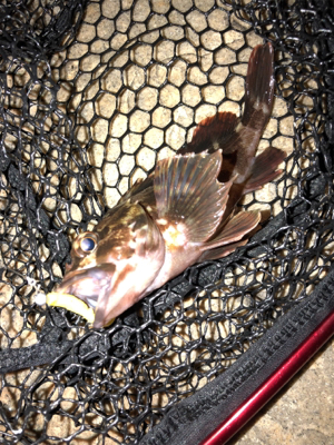 ガシラ釣るならここですね