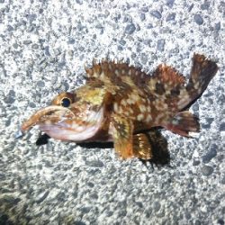 阿南市の椿泊でメバリング