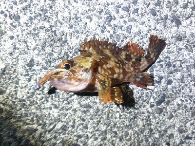 阿南市の椿泊でメバリング