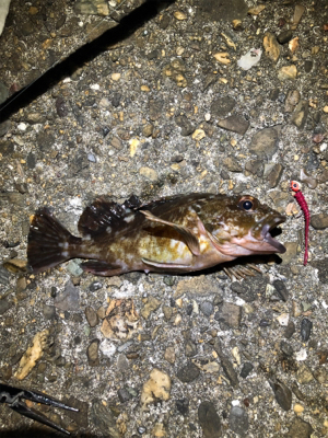 ガシリングナイトゲーム/ボラリングも