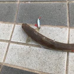 回遊無しです。